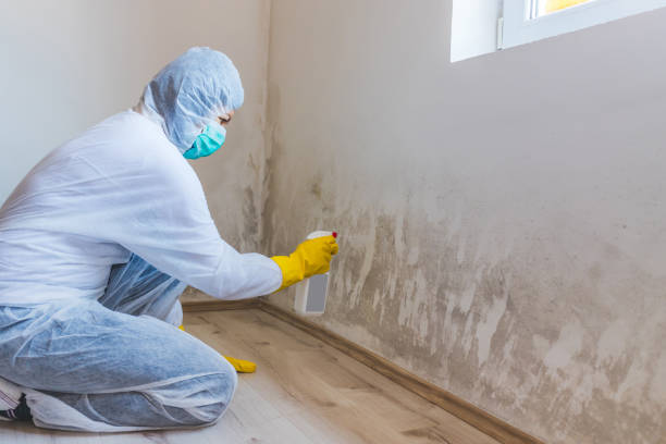Licensed Mold Remediation service in Dover, FL - WQB Mold Removal