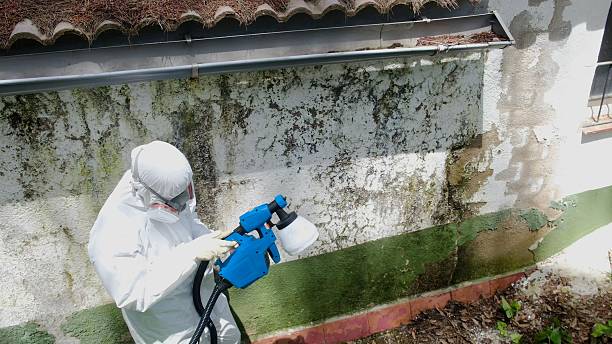 Top rated local Mold Remediation specialists in Dover, FL